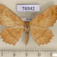 76942p Geometridae Ctenognophos grandinaria f Primorye $7