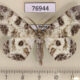 76944p Geometridae Ophthalmitis albosignaria Primorye $8