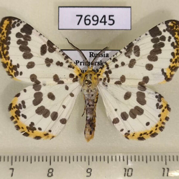 Geometridae Diaprepesilla flavomarginaria Primorye