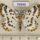 76945p Geometridae Diaprepesilla flavomarginaria Primorye $6