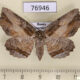 76946p Geometridae Phthonandria emaria f Primorye $7