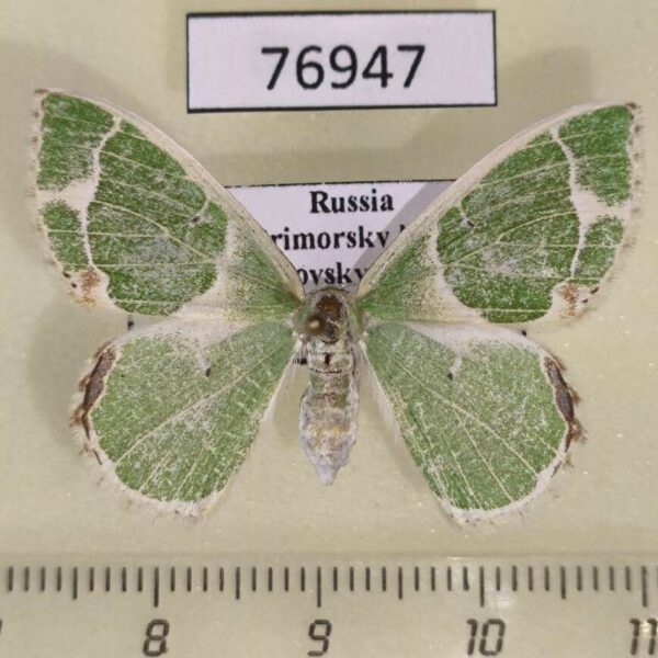 Geometridae Comibaena tancrei f Primorye