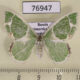 76947p Geometridae Comibaena tancrei f Primorye $4