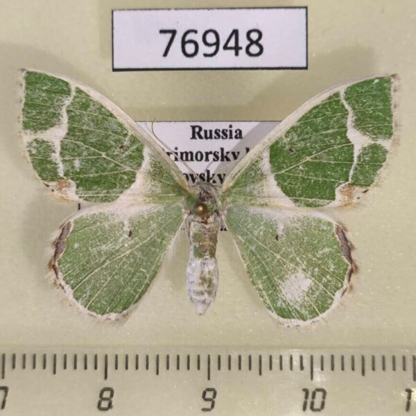 Geometridae Comibaena tancrei f Primorye