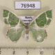 76948p Geometridae Comibaena tancrei f Primorye $4