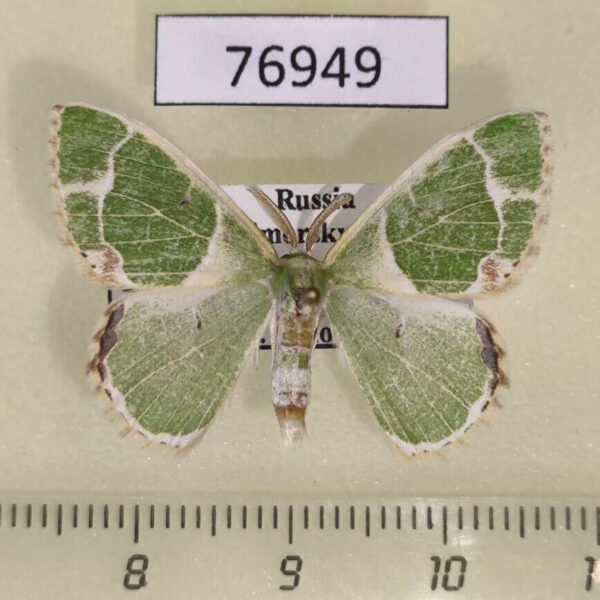 Geometridae Comibaena tancrei Primorye