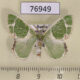 76949p Geometridae Comibaena tancrei Primorye $4