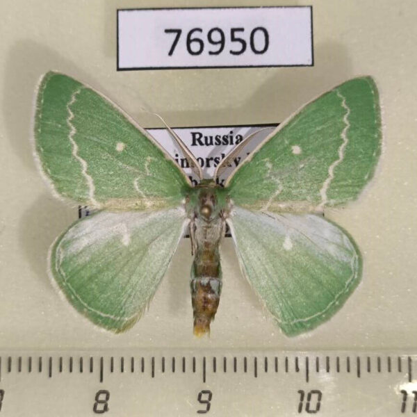 Geometridae Thetidia smaragdaria mongolica Primorye
