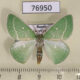 76950p Geometridae Thetidia smaragdaria mongolica Primorye $6