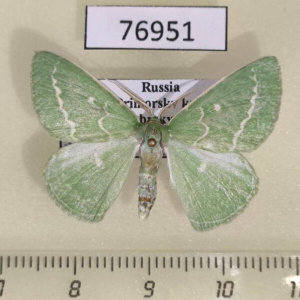 Geometridae Thetidia smaragdaria mongolica Primorye