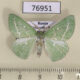 76951p Geometridae Thetidia smaragdaria mongolica Primorye $5