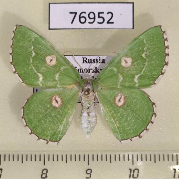 Geometridae Thetidia albocostaria f Primorye