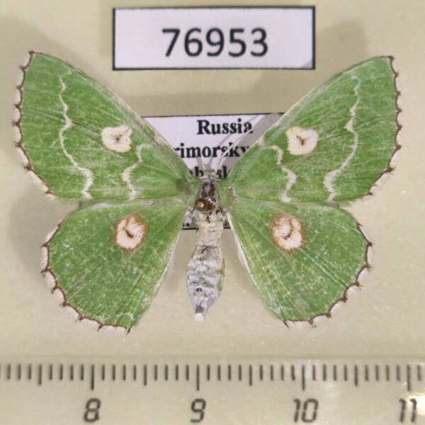 Geometridae Thetidia albocostaria f Primorye