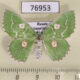 76953p Geometridae Thetidia albocostaria f Primorye $6