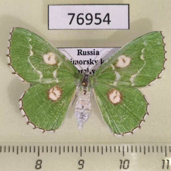 Geometridae Thetidia albocostaria f Primorye