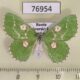 76954p Geometridae Thetidia albocostaria f Primorye $8