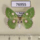 76955p Geometridae Thetidia albocostaria Primorye $7