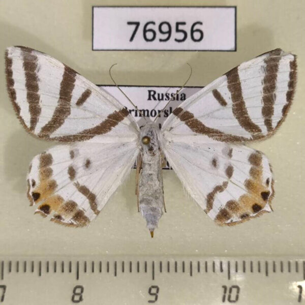 Geometridae Tristrophis veneris f Primorye