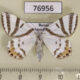 76956p Geometridae Tristrophis veneris f Primorye $3