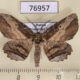 76957p Geometridae Phthonandria emaria Primorye $6