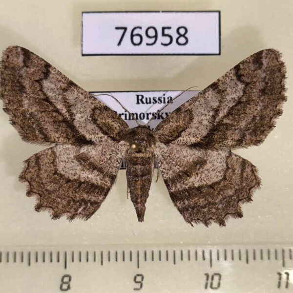 Geometridae Hypomecis crassestrigata f Primorye