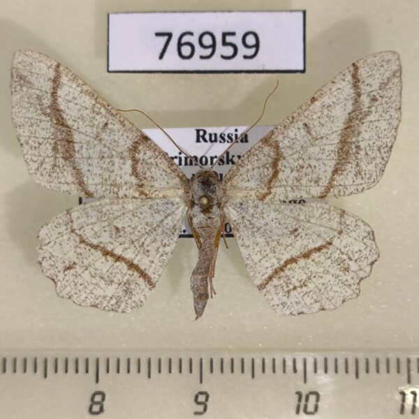 Geometridae Alcis castigataria Primorye