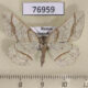 76959p Geometridae Alcis castigataria Primorye $4