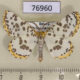 76960p Geometridae Diaprepesilla flavomarginaria Primorye $5