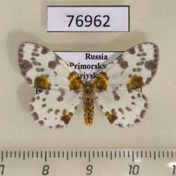Geometridae Abraxas fulvobasalis Primorye