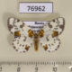 76962p Geometridae Abraxas fulvobasalis Primorye $5