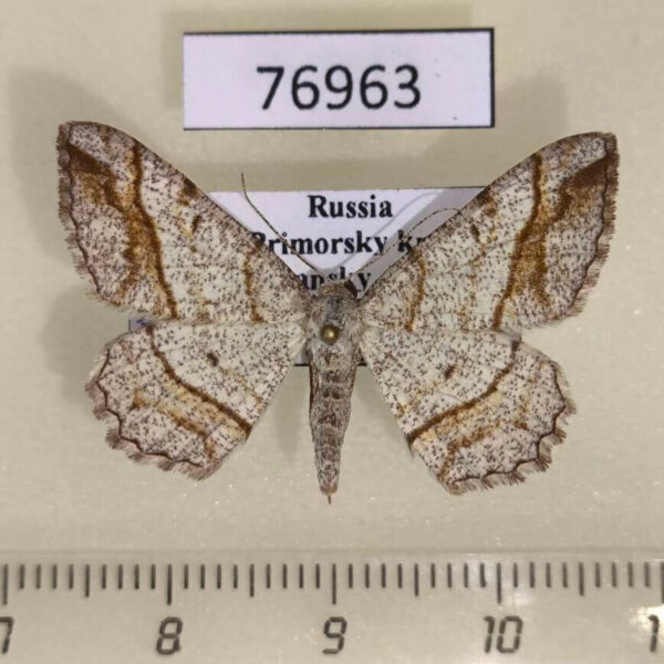 Geometridae Alcis castigataria Primorye