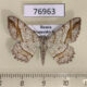 76963p Geometridae Alcis castigataria Primorye $6