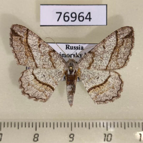 Geometridae Alcis castigataria Primorye