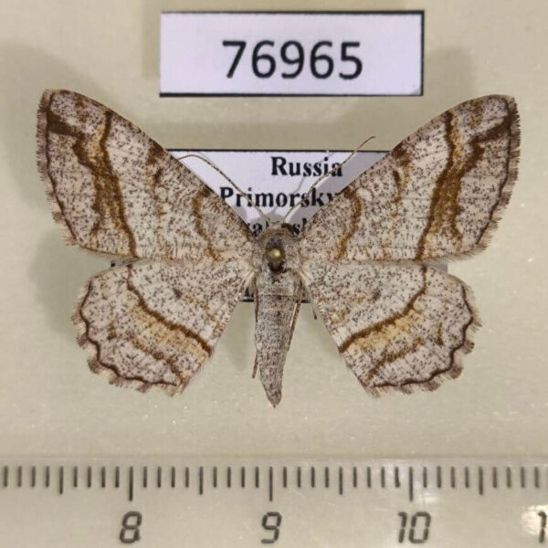 Geometridae Alcis castigataria Primorye