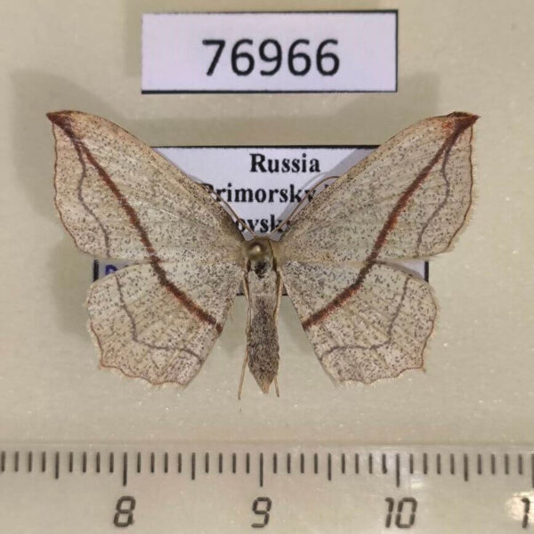 Geometridae Timandra comptaria Primorye