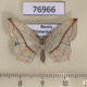 76966p Geometridae Timandra comptaria Primorye $5