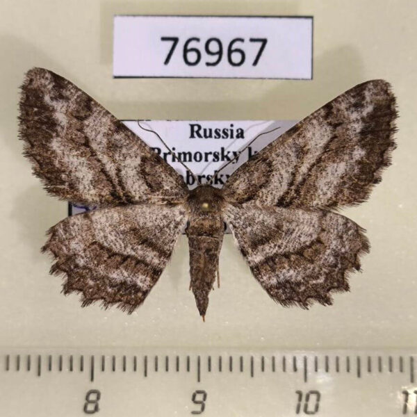 Geometridae Hypomecis crassestrigata f Primorye