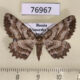 76967p Geometridae Hypomecis crassestrigata f Primorye $7