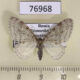 76968p Geometridae Trichopteryx carpinata f Primorye $4