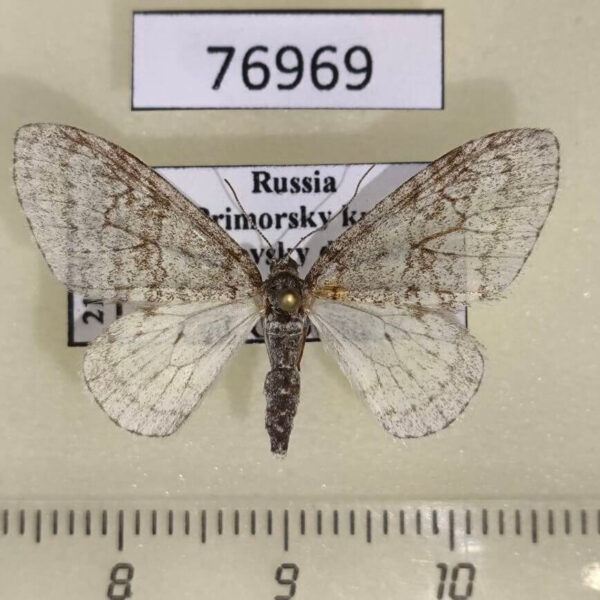 Geometridae Trichopteryx carpinata f Primorye