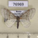 76969p Geometridae Trichopteryx carpinata f Primorye $4