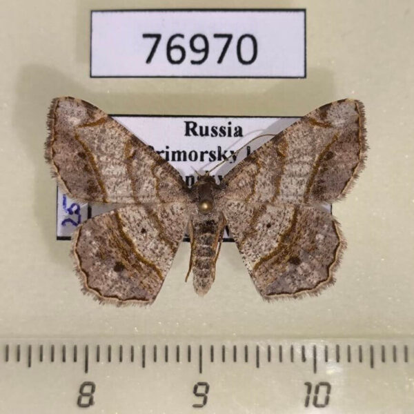 Geometridae Chiasmia hebesata Primorye
