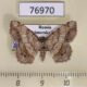 76970p Geometridae Chiasmia hebesata Primorye $4