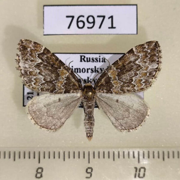 Geometridae Electrophaeas corylata Primorye