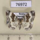 76972p Geometridae Epirrhoe supergressa Primorye $6