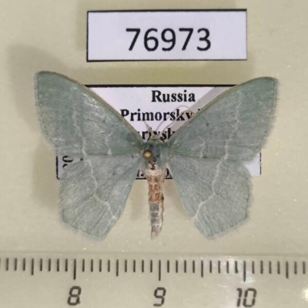 Geometridae Chlorissa inornata Primorye