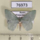 76973p Geometridae Chlorissa inornata Primorye $4
