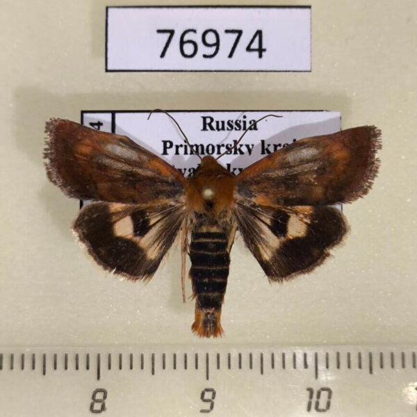 Noctuidae Heliocheilus fervens Primorye