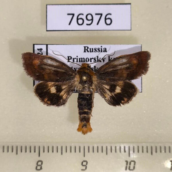 Noctuidae Heliocheilus fervens Primorye