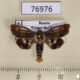 76976p Noctuidae Heliocheilus fervens Primorye $10